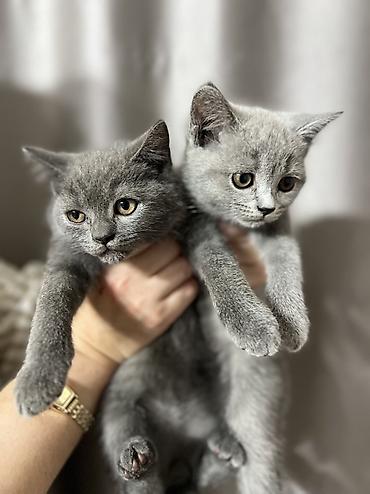 купить котенка шиншилла: Британские короткошёрстные котята, окрас голубой (плюшевые серые — 5