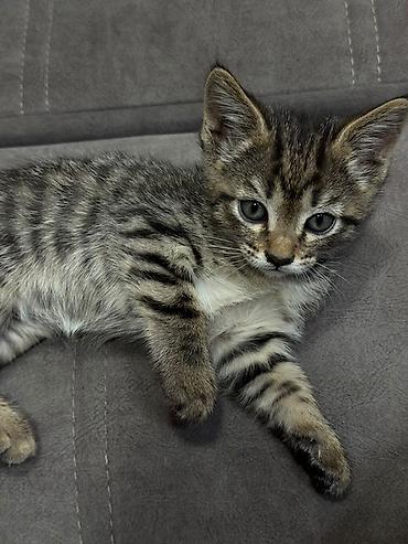 Отдам даром кошку: 2 месяца, Девочка, Приучена к лотку — 4