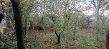 xacmaz torpag: 4 sot, Maklerlər narahat etməsin, Kupça (Çıxarış)