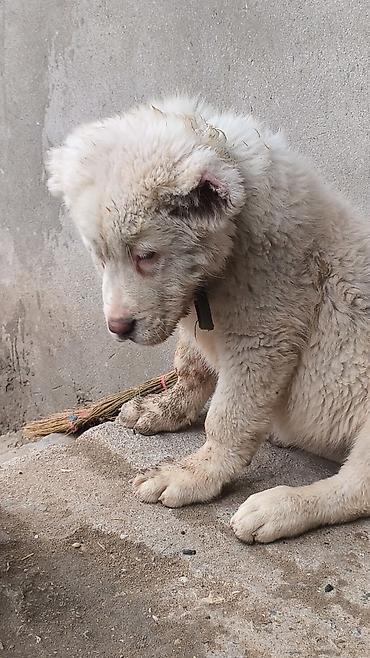 İtlər: Alabay — 7