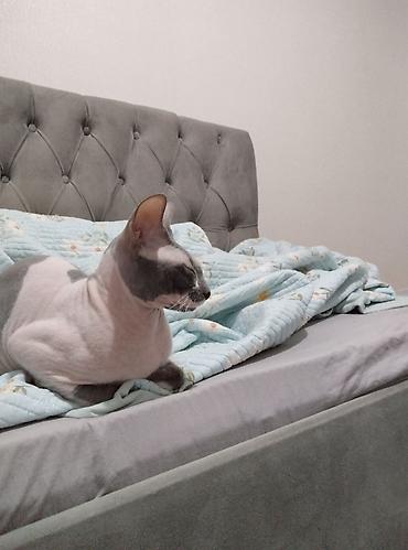 отдам котят бишкек: Сфинкс, 10 месяцев, Мальчик — 3