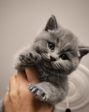 Pişiklər: Britan, Erkək — 10