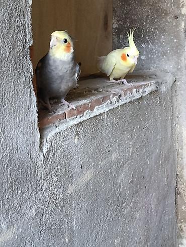 sultan tutuquşusu: Nimfalari (Cockatiel) cütü - Növ: Nimfa tutuquşusu (Cockatiel) - — 2