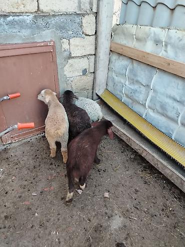 Quzu: 6 erkəy 4 dişi — 5