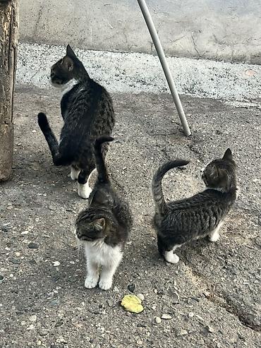 хара: Котята тигрового окраса - Окрас: серо-чёрный табби с белыми — 3