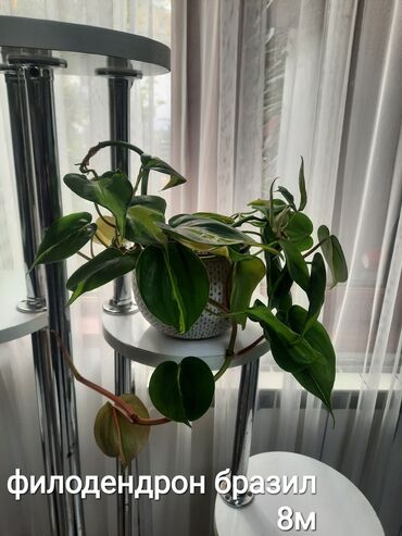 Otaq bitkiləri: Otaq bitkiləri kolleksiyası 1) Papоротnik – 20 m - Sərfəli otaq — 22