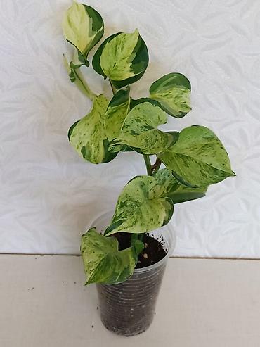 Эпипремнумы и сциндапсусы: Эпипремнумы разных сортов: Марбл Квин, Марбл Эпл, Голден, Глобал Грин at lalafo.kg — 10 Эпипремнумы и сциндапсусы: Эпипремнумы разных сортов: Марбл Квин, Марбл Эпл, Голден, Глобал Грин — 10