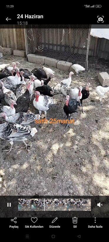 quş üçün qəfəs: 5aylıq hündüşqa