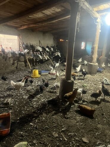ак ордо уй алам: Үй, 1111111 кв. м, 4 бөлмө, Менчик ээси