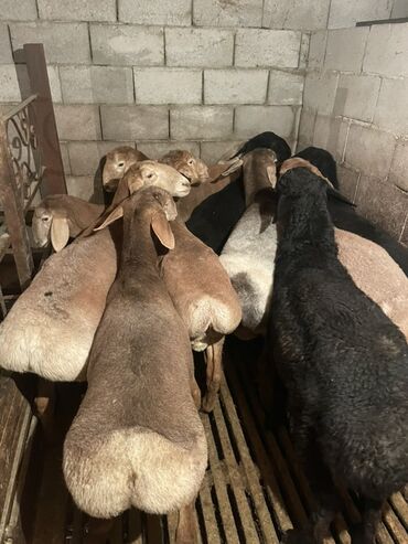 Бараны, овцы: Продаю | Ягненок, Баран (самец) | Полукровка | На забой | Осеменитель, Племенные — 11