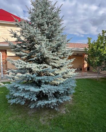 Продажа домов: Дом, 240 м², 6 комнат, Агентство недвижимости, Евроремонт at lalafo.kg — 6 Продажа домов: Дом, 240 м², 6 комнат, Агентство недвижимости, Евроремонт — 6