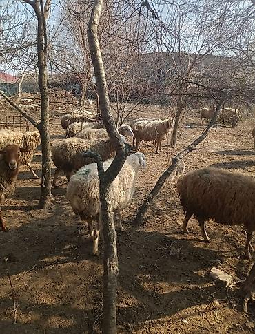 Digər kənd təsərrüfatı heyvanları: Digər kənd təsərrüfatı heyvanları — 12