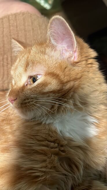 рыжый кот: Отдам котенка 7.5 месяца Рыжий Кот Отдам в хорошие руки которые
