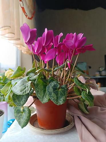 Другие комнатные растения: Срочна ❗ Комнатный гулдордун турлору коп. Баарын жакшы баада берем — 16