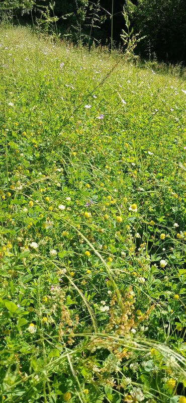 Digər qida məhsulları: ARI ÇÖRƏYİ ( GÜLƏM) Arı məhsulu Tərkibi: 1. Çiçək tozu əsasən; 2. arı — 13