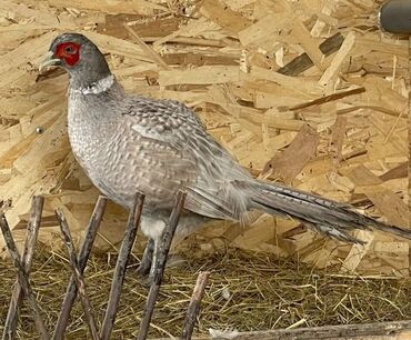 купить домашних курей: 1 петух и 4 курицы пепельного фазана возраст по 2 года
