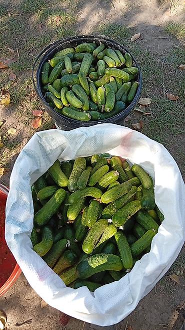 домашние полуфабрикаты: Огурцы — 1