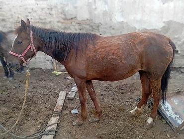 Лошади, кони: Продаю | Кобыла (самка) — 4