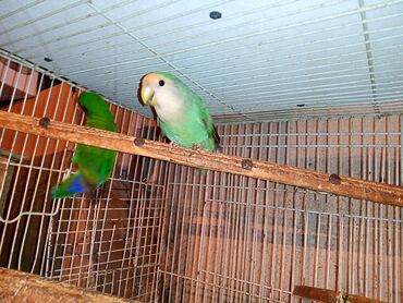 Digər quşlar: Nerazlucnik fişer ayrilmazlar maskvıy deyillər cütdu satılır hazır — 17