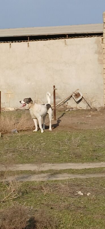 İtlər: Qurdbasar, 1 il, Erkek, Peyvəndli, Pulsuz çatdırılma — 13