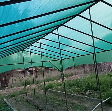 Other garden flower saplings & seedlings: Оптом и в розницу — 6