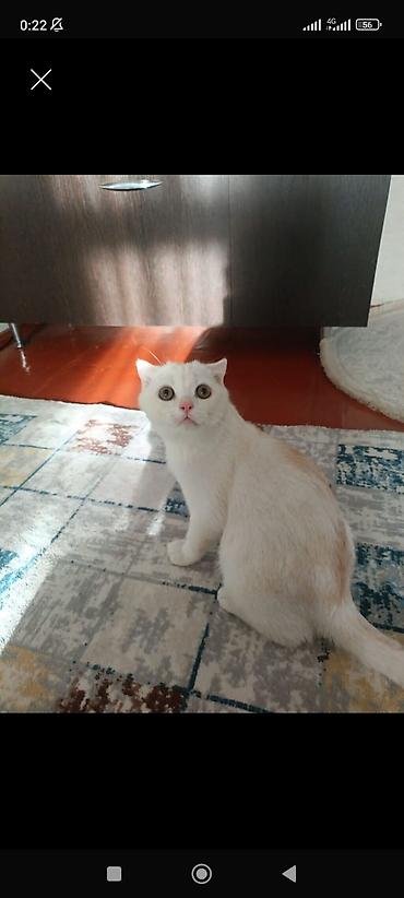 Скотиш Фолд (Шотландская вислоухая), 5 месяцев, Мальчик, Белый, С прививками