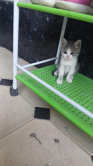 доска объявлений кошки: Котята, домашние. Окрас: серый в полоску и серо-белый (биколор) — 1