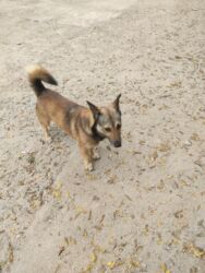 İtlər: Zvonok, 1 il, Erkek — 3