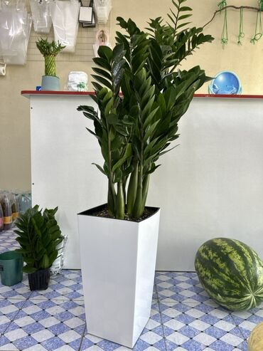 шкафы стенки бу: Замиокулькас (Zamioculcas zamiifolia) в высоком белом кашпо -