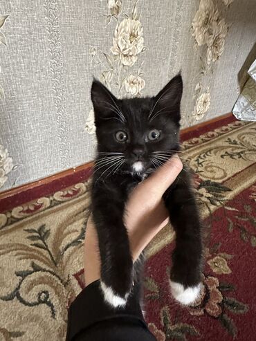 коты вязка: Отдам котенка в добрые руки, девочка, 2 месяца,приучена к лотку