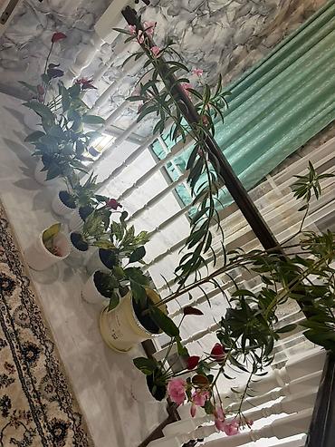 балыкчы место: Каракол шаарынан, Доолосбай /Дасифу 47 2 этаж уй сатылат.Баардык шарты — 5