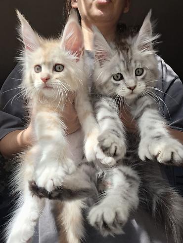 манчкин кот цена бишкек: 🐾 Эксклюзивные котята-полидакты в поисках достойных хозяев — 3