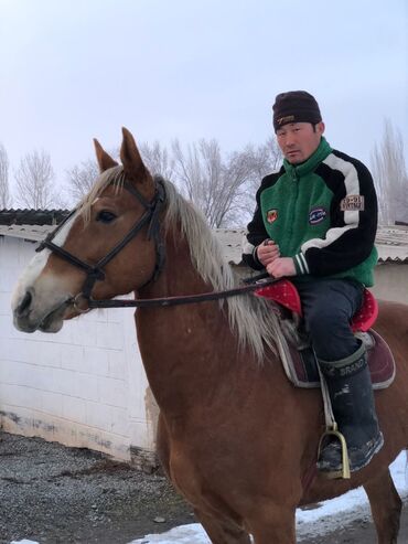 Лошади, кони: Продаю | Stallion | Half-breed | Horseback Riding