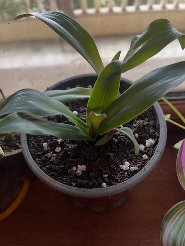 Otaq bitkiləri: Her nov guler var endirimnen verecem Gencedi istiyen yazsin satiş — 80