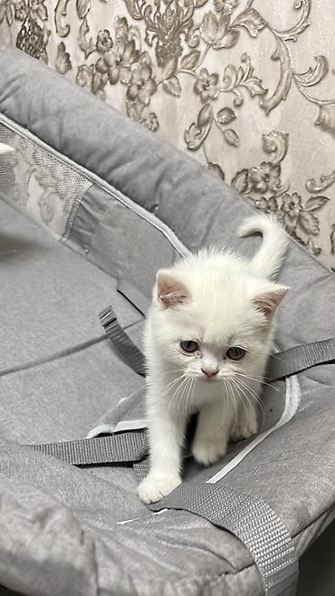 Продажа кошек: Скотиш Страйт (Шотландская прямоухая), 2 месяца, Девочка, Белый, Приучена к лотку — 3