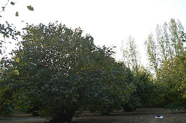 Torpaq sahələrinin satışı: 55 sot, Tikinti, Mülkiyyətçi, Kupça (Çıxarış) — 13