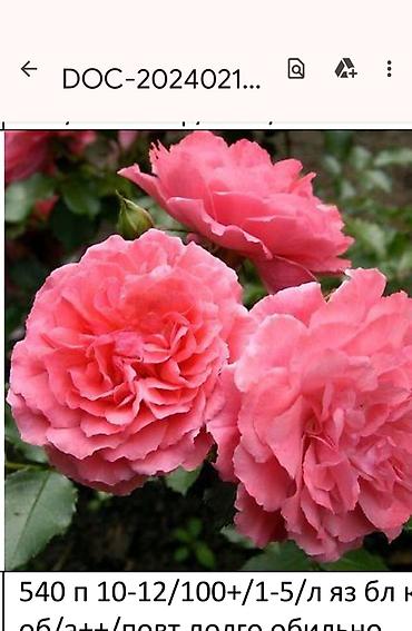 Садовые цветы и кустарники: Корни роз - Крупноцветковая чайно-гибридная роза с — 32