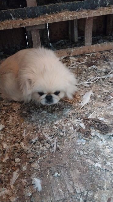 kənd toyuqlarının satışı: Pekines, 9 ay, Dişi, Sənədli