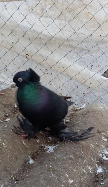 Göyərçinlər: Məhsul: Bəzək üçün fiqurlu göyərçinlər - Növ: Quyruğu geniş, yelpik — 12