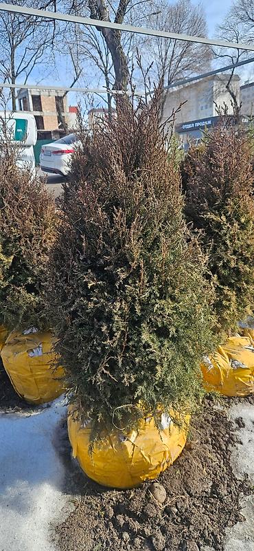 Искусственные ёлки: Ёлка,сосна,голубые ели,пихта,берёза — 13