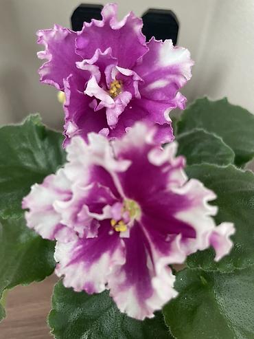 Фиалки и глоксинии: Фиалочки!!! Продам: 1. Укорененные черенки стандартных сортовых — 1