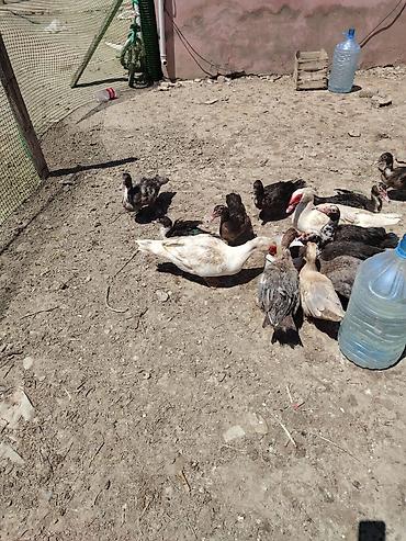 labrador satilir: Muscovy ördəkləri - Cins: Muscovy/ - Rənglər: qara-ağ,ağ. 6 7 — 2