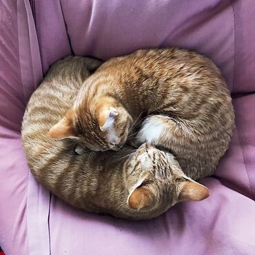 купить дом для кота: Передержка для кошек. 🐾🐈‍⬛ Если вам нужно уехать на время и некому