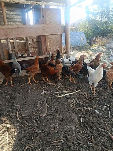 куры доминант: Продаю | Куры | Домашняя | Для разведения — 1