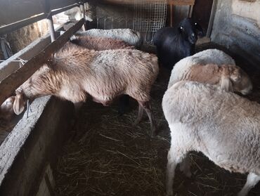 хлеб на корм: Сатам | Ургаачы кой (ургаачы) | Көбөйтүү үчүн | Ургаачы