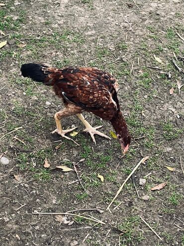 Toyuqlar: Toyuq, Damazlıq — 8