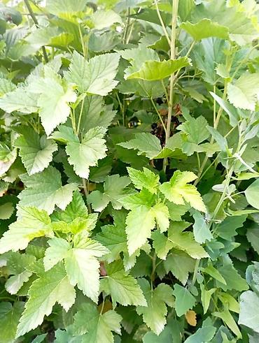 Другие услуги: Продаётся саженцы 2-3 летки чёрной смородины Титания, красной — 6