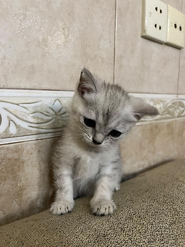 Pişiklər: Şinşilla — 4
