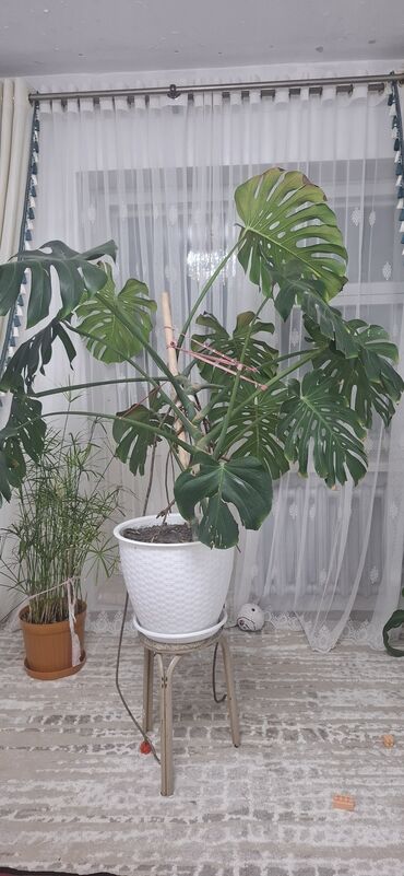 сколько стоит большой аквариум: Монстера делициоза (Monstera deliciosa) в крупном напольном кашпо. -
