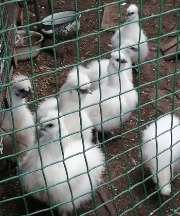 ориентальная кошка черная: Продаю цыплят Китайский шелк
